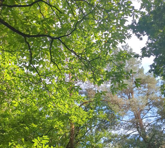 arbres