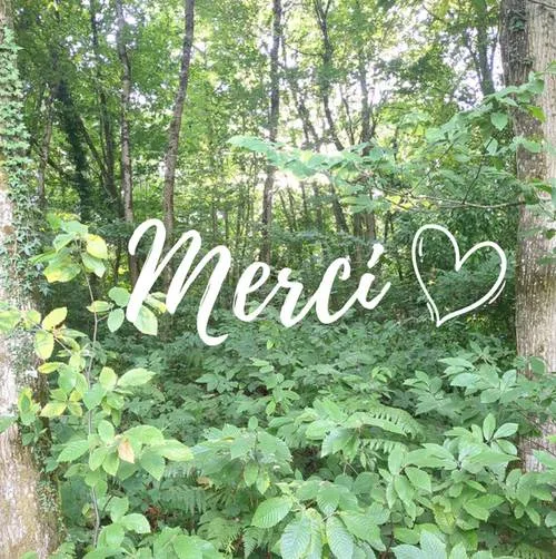 forêt merci