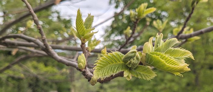 feuilles bourgeons