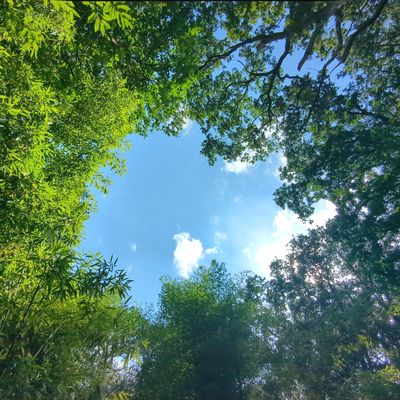 arbres et ciel