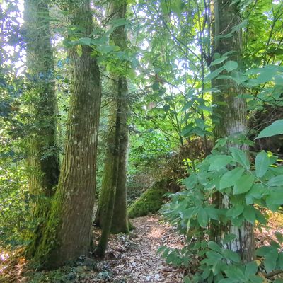 forêt