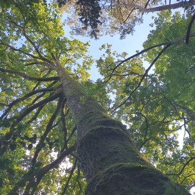 arbre majestueux