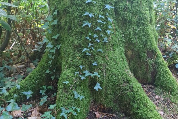 arbre moussu forêt