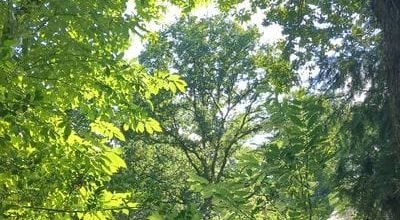 forêt2